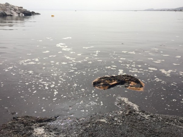 Pollution à la plage d'Ezzahra
