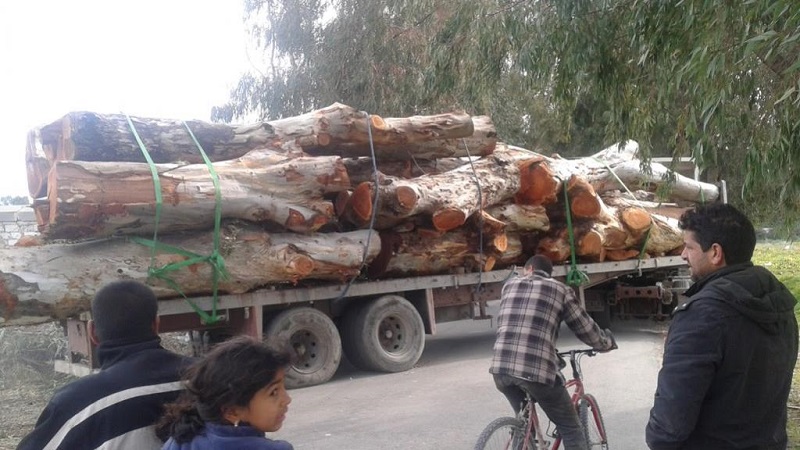 Eucalyptus - France 24