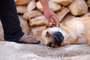 chien