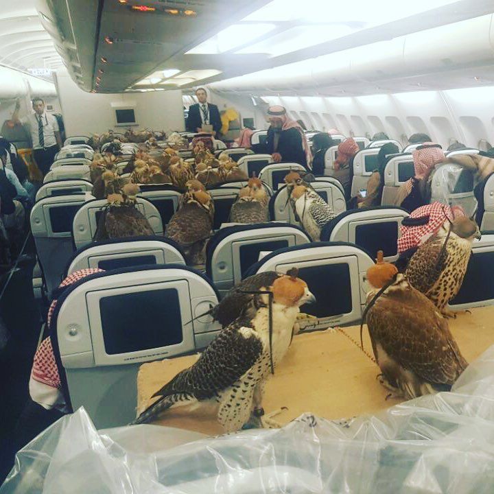 reddit_faucon_avion