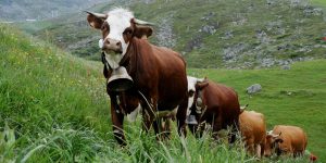 vaches