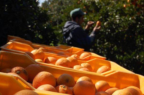 La maltaise de Tunisie, récoltée à la main - (photo haifa-dattes.com)