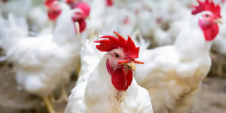 وزارة التجارة تحدد سعر بيع كليوغرام الدجاج الحي بداية من الغد