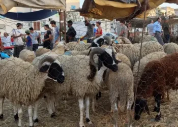 مسؤول بوزارة التجارة: لم نحدد سعر 'العلوش' و21,9 د للكلغ هو سعر مرجعي