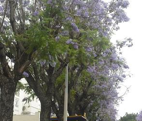 Le billet de Hatem Bourial - Les jacarandas de la discorde