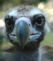 Les rapaces