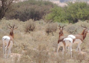 Le billet d'un écolo - Qui sauvera les trois dernières gazelles tunisiennes?