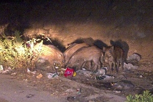 La municipalité de l’Ariana : nulle en tout, championne en abattage de sangliers