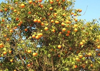 Alerte dans les orangeraies - Le syndrome de mort brutale des agrumes fait son apparition en Tunisie