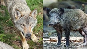 Gouvernorat de Mahdia : sangliers et loups s&egrave;ment la panique