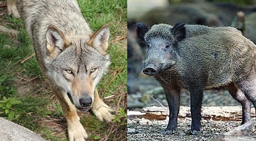 Gouvernorat de Mahdia : sangliers et loups s&egrave;ment la panique
