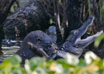Une loutre attaque et mange un alligator !