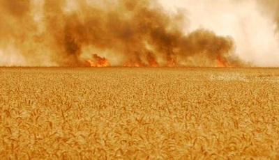 Béja – Un incendie détruit 30 ha de blé