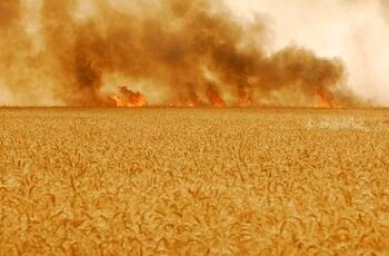 Le Kef - Un &eacute;ni&egrave;me incendie ravage 40 hectares de bl&eacute; et d'orge