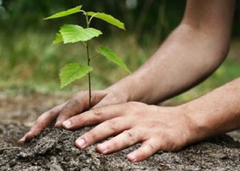 Distribution gratuite de 5000 arbustes le jour de la f&ecirc;te de l'Arbre