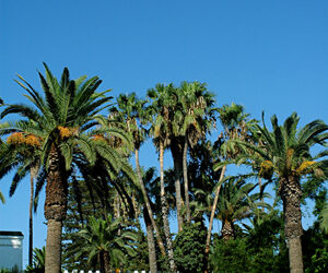 L'exposition "D'Art Kamila" invite à la découverte d'une journée estivale tunisienne