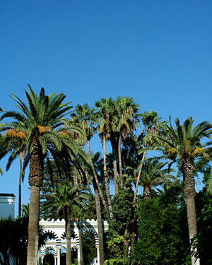 L'exposition "D'Art Kamila" invite à la découverte d'une journée estivale tunisienne