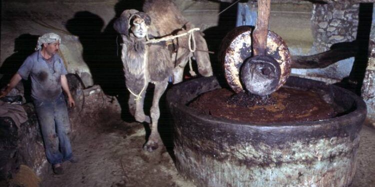 La Tunisie 2e producteur mondial d'huile d'olive : Et si le pétrole se trouvait dans nos oliviers !