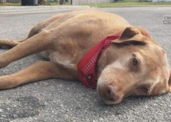 Heurtée par un camion, son chien ne quitte pas les lieux de l’accident !