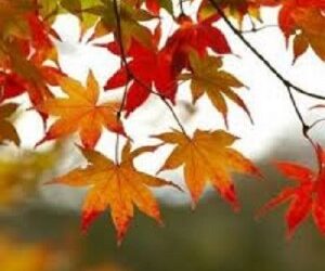 Bref éloge de l'automne