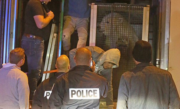 Ils ont eu froid dans le dos : Des migrants embarquent avec un ours polaire !