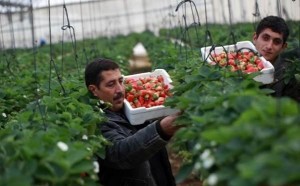 Etiquetage des produits israéliens en provenance des territoires occupés !