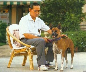 Thaïlande : Il risque 37 ans de prison pour avoir insulté le chien du roi !