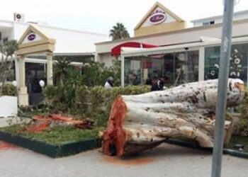 A Carthage, massacre &agrave; la tron&ccedil;onneuse : Eucalyptus abattu en flagrant d&eacute;lit !