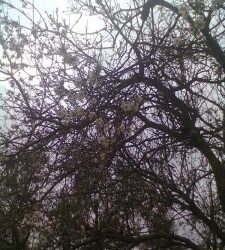 Les braises du printemps descendent toujours trois fois