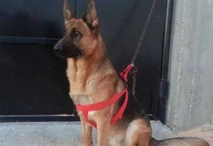 Le Chien Akil aura sa mosaïque au Musée du Bardo