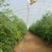 Des tomates à El Hamma ? Il y en a et elles s'exportent par milliers de tonnes !