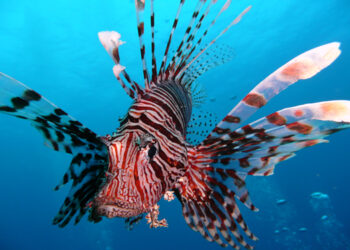Lionfish, le poisson tueur, dans les eaux tunisiennes !