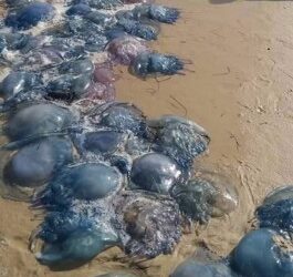 Prolif&eacute;ration des m&eacute;duses sur nos plages : Les pr&eacute;cautions &agrave; prendre