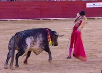 Espagne : Un jeune matador tu&eacute; par un taureau, une premi&egrave;re depuis 30 ans