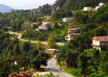 Une belle initiative : Ain Draham accueille une Journ&eacute;e de la for&ecirc;t