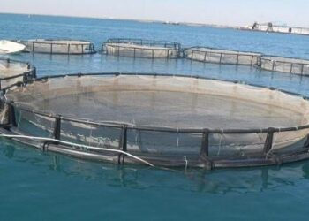 L&rsquo;Aquaculture en Tunisie : 15.000 tonnes de produits de la p&ecirc;che et une mainmise des "gacharas"