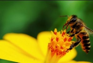 L’Ariana proclamée "Municipalité amie des abeilles"