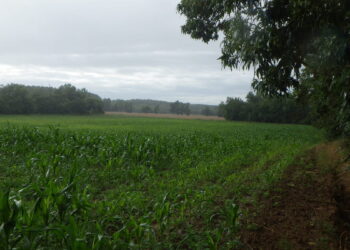 Pluies, paysans et mémoire populaire : "L'automne, c'est l’année !"