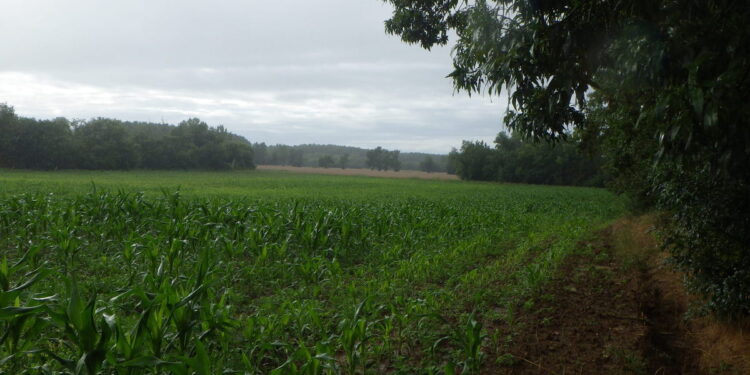 Pluies, paysans et mémoire populaire : "L'automne, c'est l’année !"