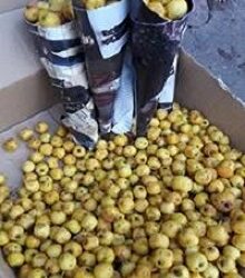 Zaarour, Anneb, Boujbiba : Les pommettes de l'automne