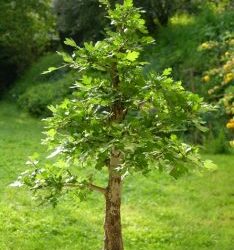 Plantez des arbres, le minist&egrave;re de l&rsquo;Agriculture en distribue gratuitement !