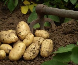 Une &eacute;quipe tuniso-finlandaise cr&eacute;e une nouvelle vari&eacute;t&eacute; de pommes de terre