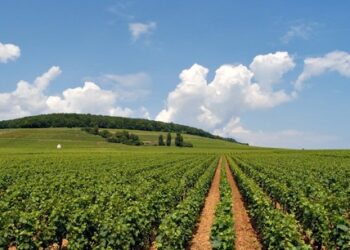 Tunisie : 11.000 hectares de terres agricoles mis au profit des jeunes dipl&ocirc;m&eacute;s