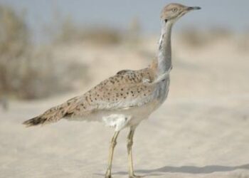 Dans le silence, on massacre les dernières outardes dans le désert de Tataouine