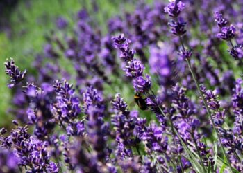 Connaissez-vous le "halhal", notre lavande sauvage ?