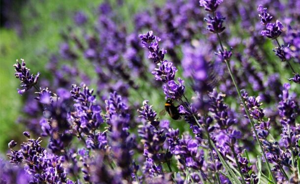 Connaissez-vous le "halhal", notre lavande sauvage ?
