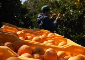 Tunisie-Alg&eacute;rie : La gu&eacute;guerre du jus d'orange continue...