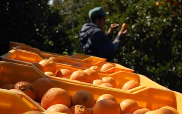 Tunisie-Alg&eacute;rie : La gu&eacute;guerre du jus d'orange continue...