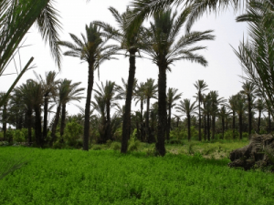 Une unit&eacute; de recyclage des sous-produits oasiens voit le jour &agrave; Gafsa