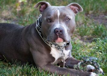 Quand des chiens attaquent un enfant de 9 ans et le d&eacute;figurent !